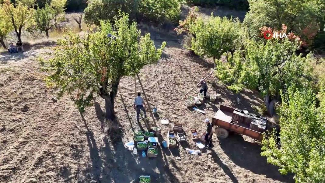 Aylarca depolarda bekletildi: Şimdi tezgahları süsleyecek! Ankara armudunun ilginç yolculuğu şaşırttı 12